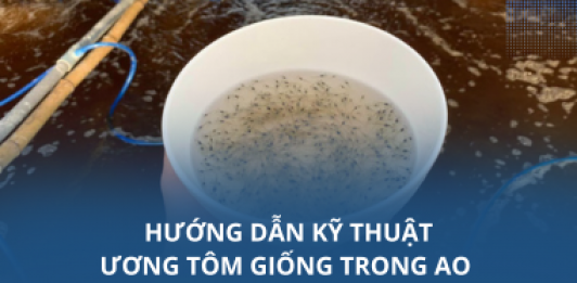 Hướng dẫn kỹ thuật ương tôm giống trong ao